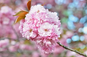 Heart of Gold Cherry Blossoms 5b