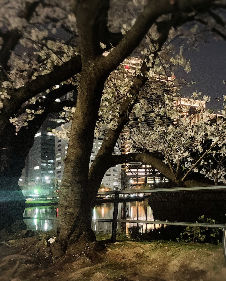 皇居の夜桜